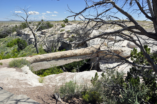 Agate Bridge is a large fossil log